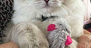 Oria participe au concours pour gagner de l'argent avec cette photo : cat, blue_eyes, fluffy, toy_mouse, pink_ears, hands, leopard_print, indoor, furniture, pet, animal, close_up, cute, domestic, portrait, mammal, whiskers, fur, holding, relaxed