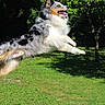 Juke a rejoint le concours — aidez-le/la à gagner de superbes lots ! dog, australian_shepherd, jumping, mid_air, outdoor, greenery, grass, sunlight, happy, fur, animal, pet, nature, active, playful, canine, tongue_out, motion, daytime, park