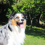 Juke a rejoint le concours — aidez-le/la à gagner de superbes lots ! dog, australian_shepherd, outdoor, greenery, sunlight, grass, happy, tongue_out, pet, animal, mammal, fur, nature, eyes, ears, portrait, canine, playful, summer, daylight