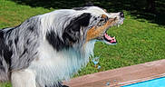 Juke participe au concours pour gagner de l'argent avec cette photo : dog, australian_shepherd, water, pool, outdoor, grass, sunlight, fur, pet, animal, shaking, tongue, mouth_open, wet, summer, playful, daylight, canine, nature, happy