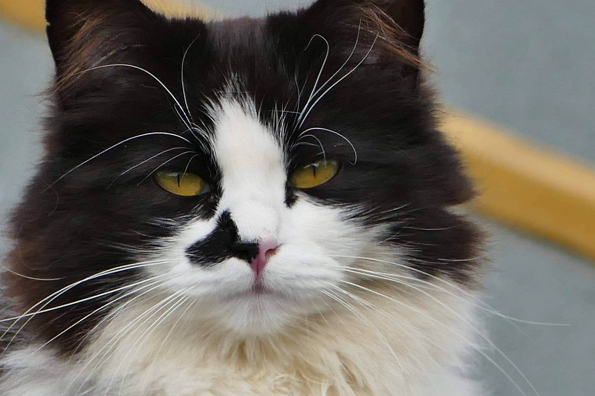 Panda is registered to the contest to win money with this photo: carnivore, cat, domestic_short_haired_cat, eye, felidae, fur, head, plant, small_to_medium_sized_cats, snout, tail, terrestrial_animal, whiskers