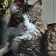 Money is registered to the contest to win money with this photo: cat, tabby, fluffy, indoor, green_eyes, relaxed, pet, feline, close_up, portrait, animal, whiskers, fur, laying_down, houseplant, decor, cozy, companion, domestic_animal, mammal