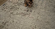 çita participe au concours pour gagner de l'argent avec cette photo : kitten, cat, carpet, floor, chair_leg, indoor, pet, animal, small, curious, feline, young, brown, striped, wood_floor, texture, fur, cute, domestic, cozy