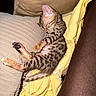 kitten, cat, sleeping, spotted, feline, couch, blanket, beige, yellow, cozy, pet, fur, paw, resting, indoor, cute, animal, relaxing, soft, comfort