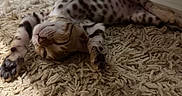 çita participe au concours pour gagner de l'argent avec cette photo : animal, cat, comfort, cozy, cute, domestic, fluffy, fur, home, indoor, kitten, paw, pet, relaxed, resting, rug, sleeping, spotted, stretching, young