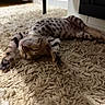 kitten, cat, sleeping, indoor, rug, fluffy, spotted, pet, animal, cozy, relaxed, stretching, paw, fur, cute, young, domestic, resting, comfort, home