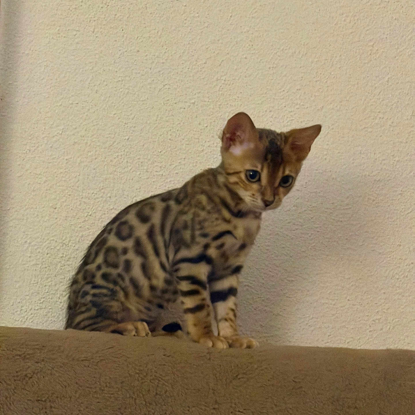 çita