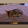 kitten, sleeping, carpet, indoor, pet, small_animal, feline, cute, resting, brown, striped, cozy, floor, animal, young, domestic_cat, relaxing, soft_light, close_up, home