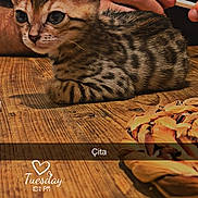 çita a rejoint le concours — aidez-le/la à gagner de superbes lots ! kitten, cat, wooden_table, hand, cigarette, music_overlay, timestamp, indoor, animal, pet, feline, spotted, brown, small, cute, resting, closeup, domestic, fur, table