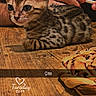 kitten, cat, wooden_table, hand, cigarette, music_overlay, timestamp, indoor, animal, pet, feline, spotted, brown, small, cute, resting, closeup, domestic, fur, table