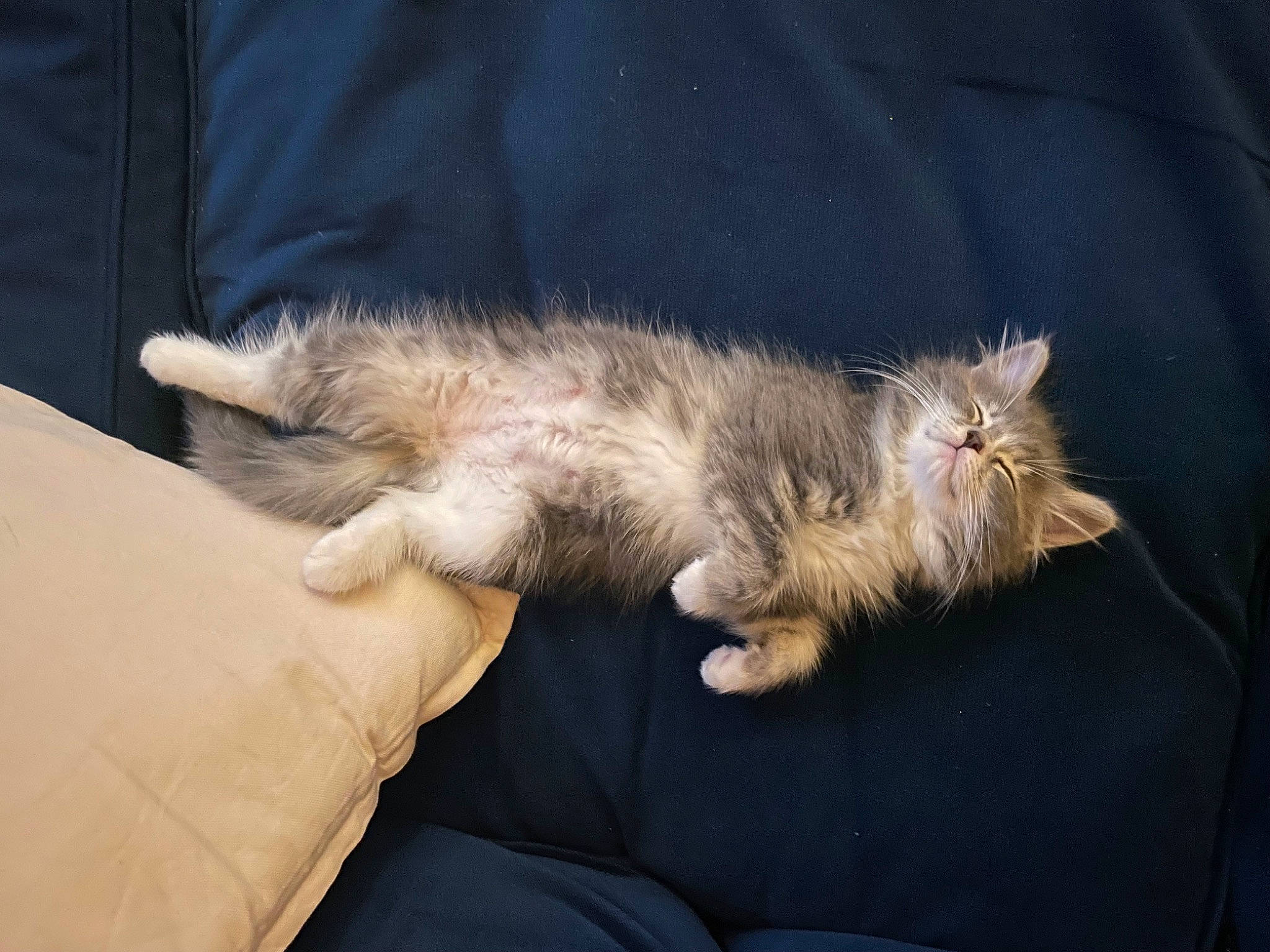 Udon is registered to the contest to win money with this photo: barefoot, canidae, carnivore, cat, claw, comfort, companion_dog, domestic_short_haired_cat, fawn, felidae, foot, fur, nap, paw, small_to_medium_sized_cats, snout, sporting_group, tail, whiskers, wildlife