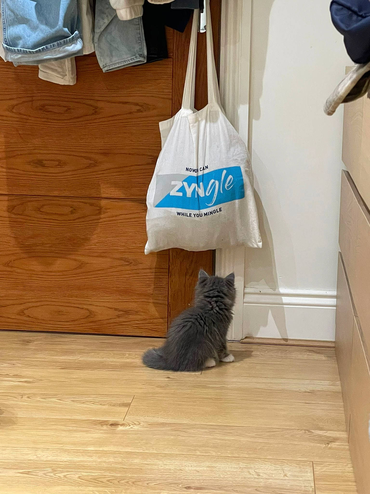 Udon is registered to the contest to win money with this photo: bag, carnivore, cat, closet, felidae, floor, flooring, grey, hardwood, household_cleaning_supply, household_supply, laminate_flooring, luggage_and_bags, plastic_bag, small_to_medium_sized_cats, tail, whiskers, wood, wood_flooring, wood_stain