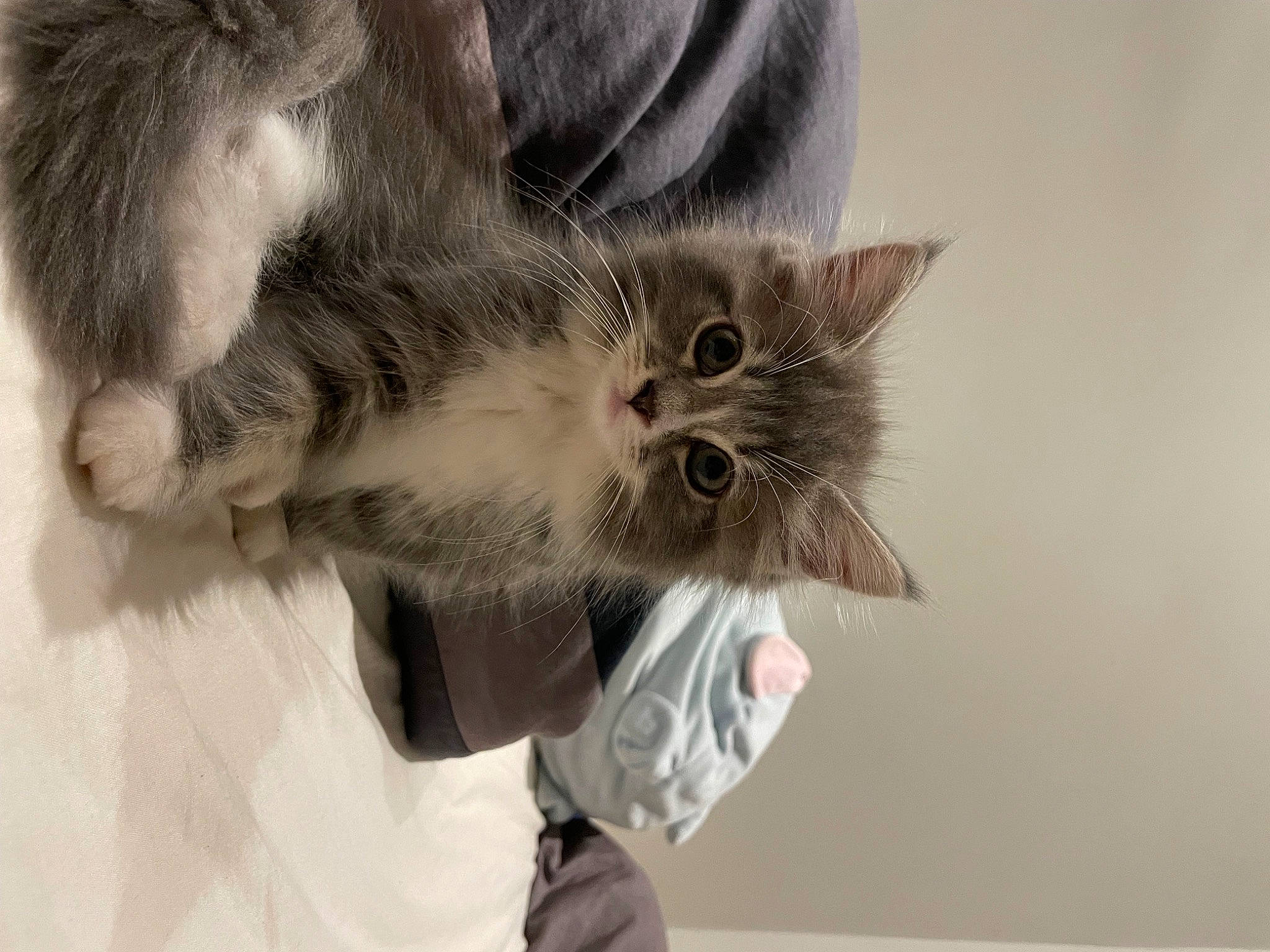 Udon is registered to the contest to win money with this photo: carnivore, cat, claw, domestic_short_haired_cat, ear, felidae, fur, gesture, paw, plant, small_to_medium_sized_cats, snout, tail, tree, whiskers, window