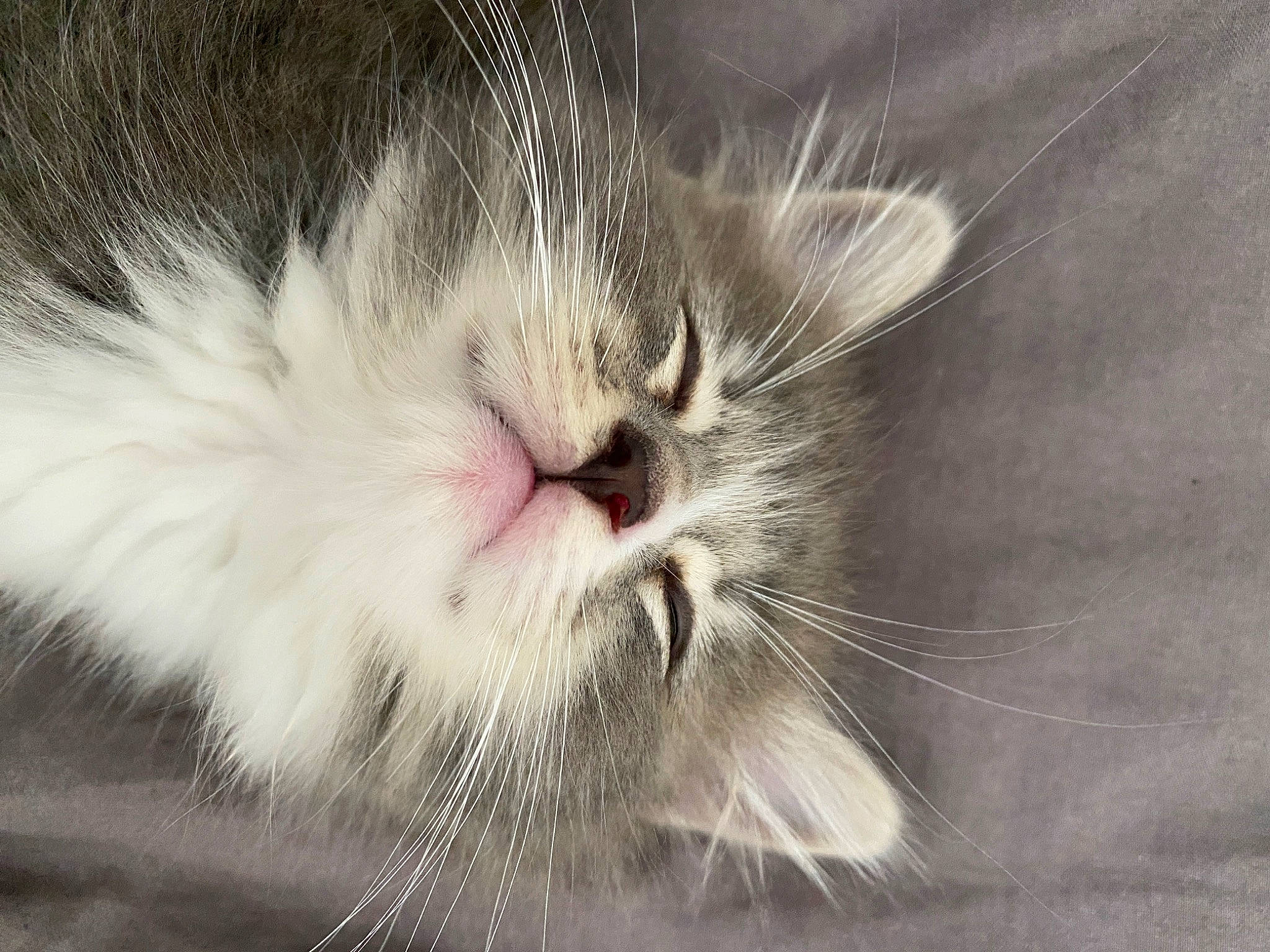 Udon is registered to the contest to win money with this photo: carnivore, cat, claw, domestic_short_haired_cat, felidae, fur, macro_photography, paw, sleep, small_to_medium_sized_cats, snout, tail, terrestrial_animal, whiskers