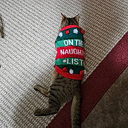 Rex is registered to the contest to win money with this photo: animal, cat, christmas, clothing, cozy, cute, domestic, festive, floor, green, holiday, indoor, lying_down, pet, red, rug, striped, sweater, tabby, tail