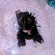 Bug joined the competition — help win amazing prizes! cat, kitten, black_cat, tinsel, white, sparkle, curious, animal, pet, closeup, holiday, decorations, festive, cute, feline, playful, indoor, fluffy, christmas, soft