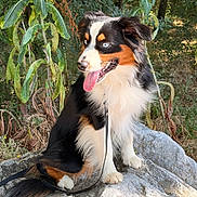 Arrow participe au concours pour gagner de l'argent avec cette photo : animal, black, brown, canine, dog, ears, eyes, fur, greenery, happy, leash, nature, outdoor, pet, plants, rock, sitting, sunlight, tongue_out, white