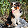dog, animal, outdoor, nature, rock, leash, tongue_out, happy, pet, fur, black, white, brown, greenery, plants, sunlight, sitting, ears, eyes, canine