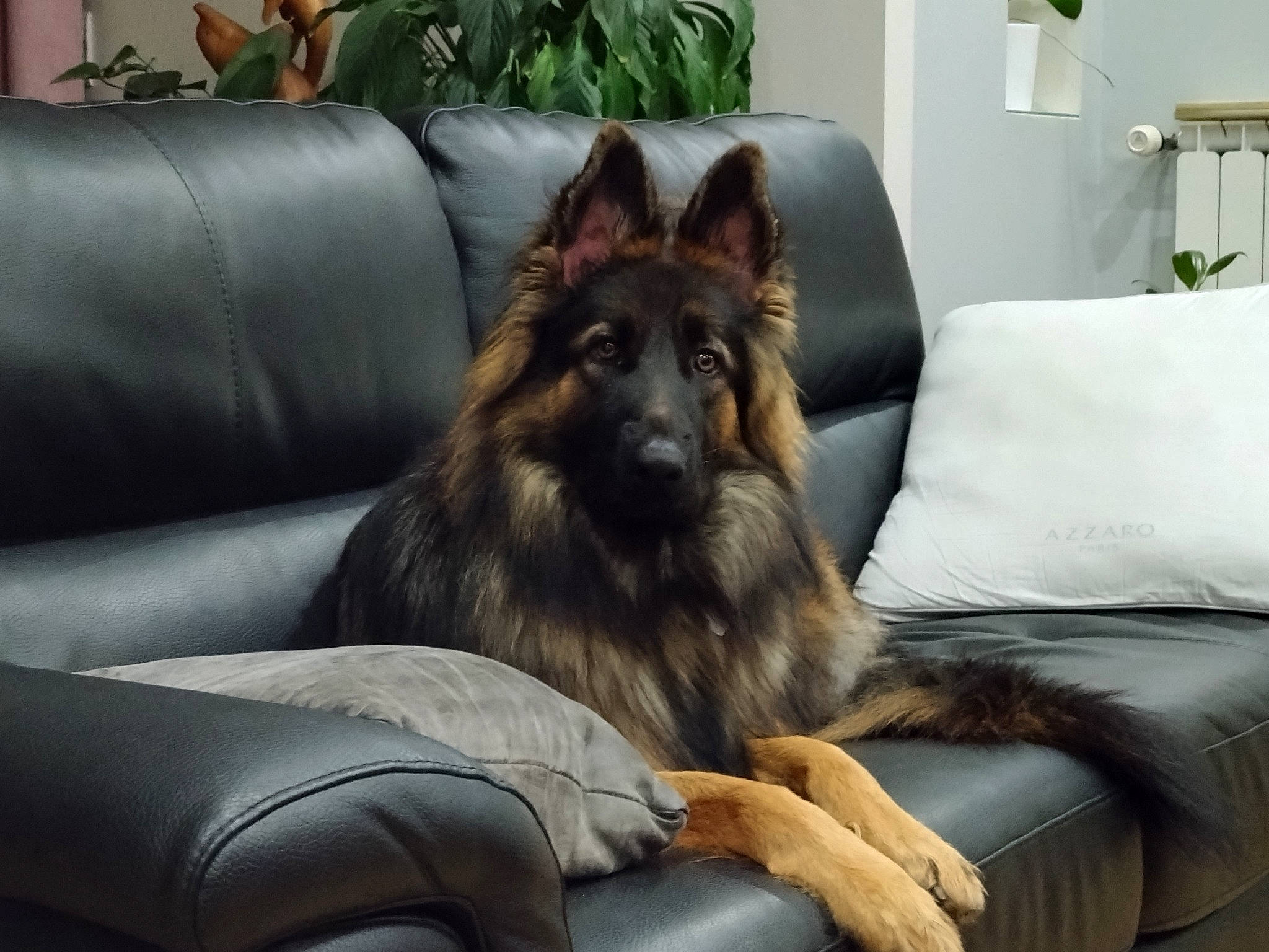 Seïka a rejoint le concours — aidez-le/la à gagner de superbes lots ! canidae, carnivore, comfort, companion_dog, couch, dog, dog_breed, fawn, flooring, flowerpot, fur, houseplant, interior_design, living_room, picture_frame, plant, room, sporting_group, studio_couch, working_dog