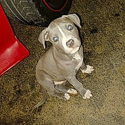 Oliver joined the competition — help win amazing prizes! puppy, dog, sitting, gray, white_markings, concrete_floor, tire, red_object, curious, animal, pet, young_dog, flash_reflection, looking_up, indoors, closeup, small, cute, canine, floor