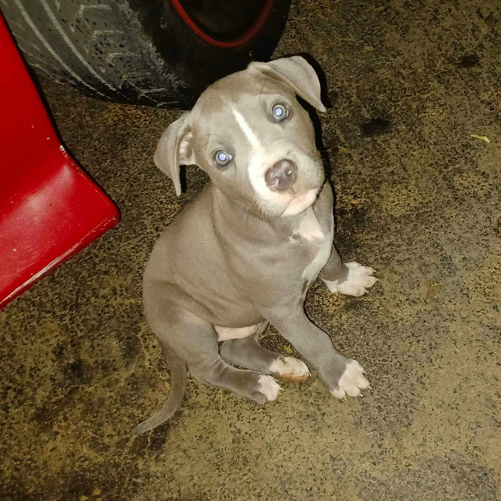 Oliver joined the competition — help win amazing prizes! animal, canine, closeup, concrete_floor, curious, cute, dog, flash_reflection, floor, gray, indoors, looking_up, pet, puppy, red_object, sitting, small, tire, white_markings, young_dog