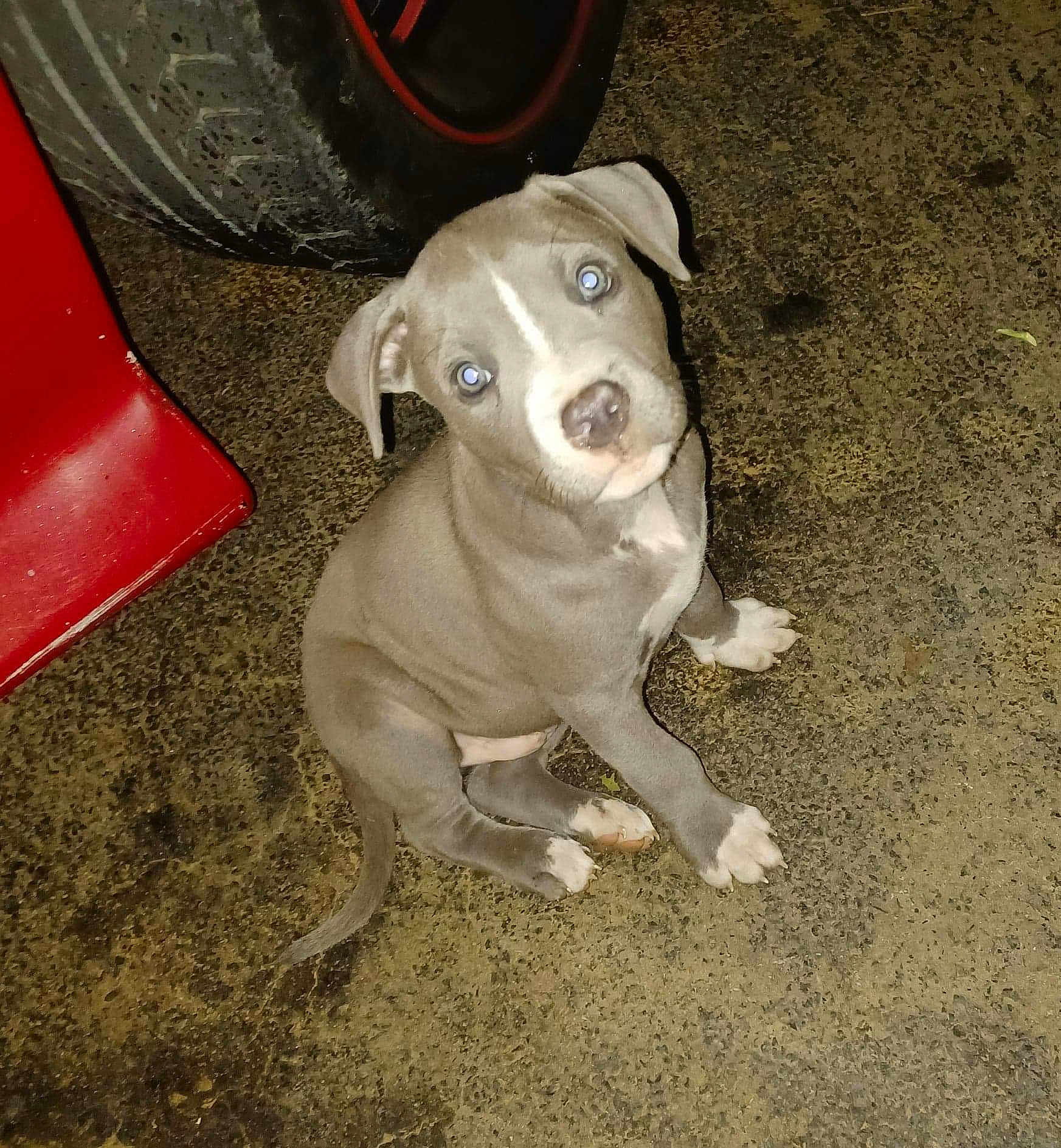 Oliver joined the competition — help win amazing prizes! puppy, dog, sitting, gray, white_markings, concrete_floor, tire, red_object, curious, animal, pet, young_dog, flash_reflection, looking_up, indoors, closeup, small, cute, canine, floor
