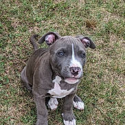 Buster is registered to the contest to win money with this photo: puppy, dog, grass, outdoor, pet, animal, cute, gray, white, sitting, young, ears, paws, nose, fur, nature, adorable, canine, looking, expression