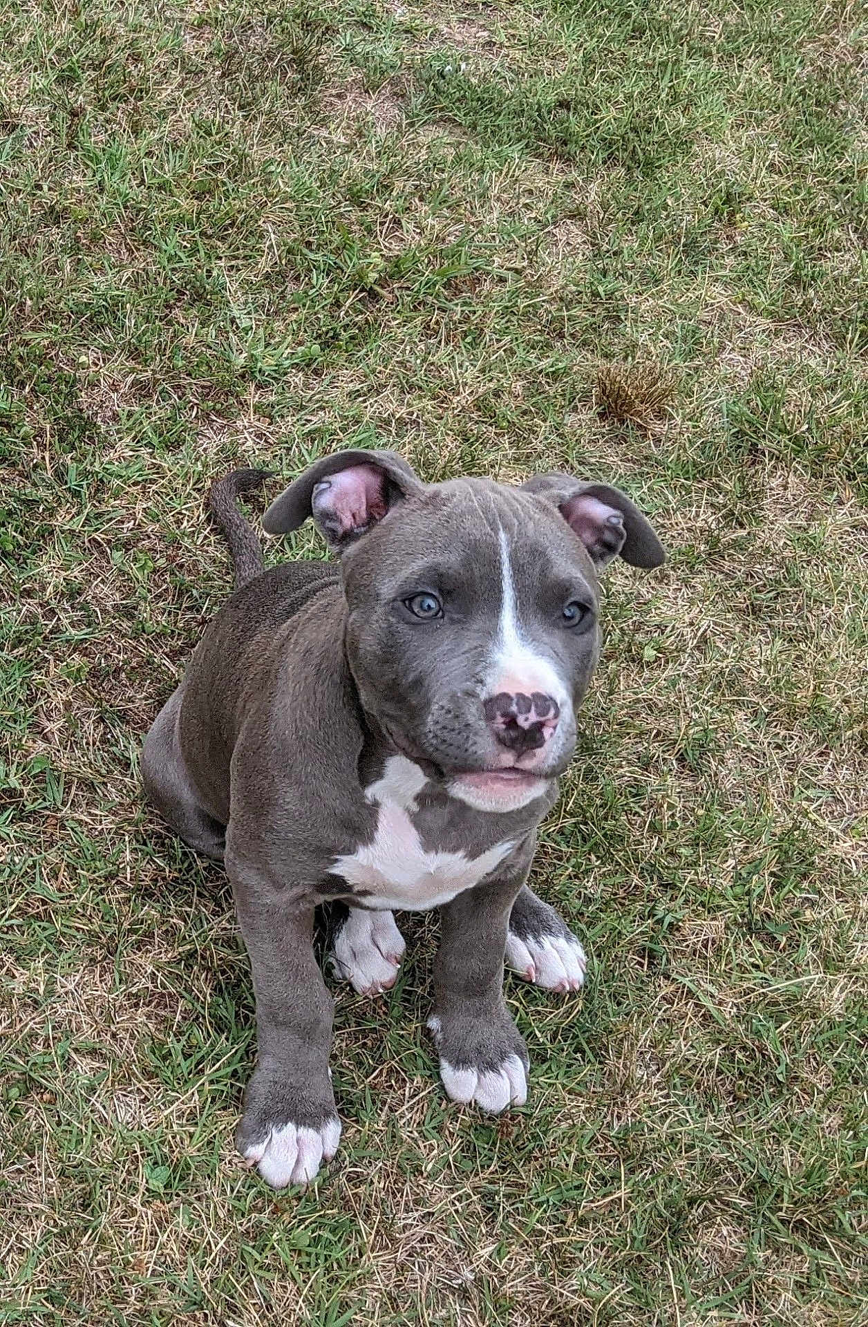 Buster is registered to the contest to win money with this photo: puppy, dog, grass, outdoor, pet, animal, cute, gray, white, sitting, young, ears, paws, nose, fur, nature, adorable, canine, looking, expression