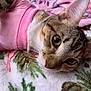 Mila joined the competition — help win amazing prizes! cat, tabby_cat, pink_sweater, close_up, lying_down, blanket, patterned_blanket, indoor, pet, fur, whiskers, cute, animal, resting, cozy, soft_texture, domestic_cat, mammal, sleepy, relaxed