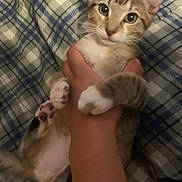 Mila joined the competition — help win amazing prizes! kitten, cat, pet, animal, paw, hand, blanket, plaid, fur, cute, indoor, young, domestic, whiskers, ears, claws, resting, cozy, soft, mammal