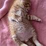 Canche joined the competition — help win amazing prizes! kitten, cat, orange_tabby, sleeping, furry, pet, animal, paw, whiskers, pink_blanket, soft_texture, cute, relaxed, domestic_cat, young, fur, indoor, resting, cozy, tiny