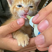 Canche joined the competition — help win amazing prizes! kitten, orange_tabby, baby_cat, feeding, bottle, human_hand, paw, close_up, cute, pet, young_animal, fur, whiskers, nurturing, domestic_animal, animal_care, small, pink_nose, indoor, tender_moment