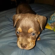 Duke joined the competition — help win amazing prizes! puppy, dog, bed, blue_bedspread, close_up, pet, animal, fur, young, cute, indoors, canine, small, looking_down, ears, face, whiskers, nose, eyes, brown