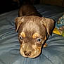 puppy, dog, bed, blue_bedspread, close_up, pet, animal, fur, young, cute, indoors, canine, small, looking_down, ears, face, whiskers, nose, eyes, brown