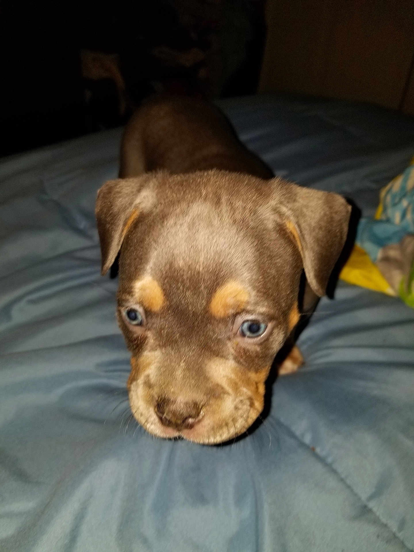 Duke