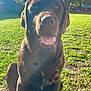 animal, canine, chocolate_labrador, daylight, dog, friendly, grass, greenery, happy, labrador, nature, outdoor, park, pet, playful, sitting, summer, sunlight, sunny, tongue_out