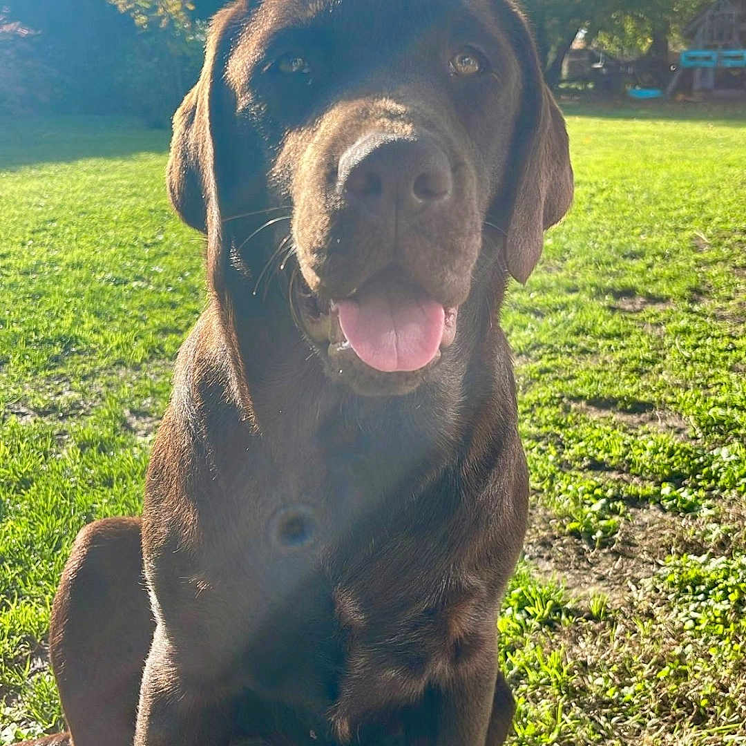 Vanille participe au concours pour gagner de l'argent avec cette photo : animal, canine, chocolate_labrador, daylight, dog, friendly, grass, greenery, happy, labrador, nature, outdoor, park, pet, playful, sitting, summer, sunlight, sunny, tongue_out