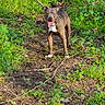 dog, outdoor, forest, greenery, nature, path, animal, pet, happy, tongue_out, ears_up, brown_dog, collar, sunlight, plants, leaves, ground, trees, daylight, mammal