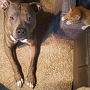 Dunkin joined the competition — help win amazing prizes! dog, kitten, carpet, couch, indoor, pet, brown_dog, orange_kitten, animal, floor, furniture, cozy, looking_up, resting, domestic, living_room, paw, ear, whiskers, curious