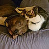 dog, cat, bed, snuggling, pets, animal, fur, collar, resting, companionship, cozy, indoor, comfort, friendship, sleepy, cute, domestic, mammal, relaxation, closeup