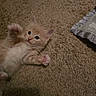 Dennis is registered to the contest to win money with this photo: animal, carpet, cat, cozy, cute, floor, fur, furry, indoor, kitten, mammal, orange_cat, paw, pet, pillow, playful, resting, small, texture, young
