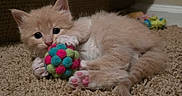 Dennis is registered to the contest to win money with this photo: animal, carpet, cat, colorful, cute, fur, furry, fuzzy_ball, indoor, kitten, lying_down, paws, pet, pink_pads, playful, relaxed, small, toy, whiskers, young