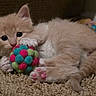 Dennis is registered to the contest to win money with this photo: kitten, cat, pet, animal, furry, cute, playful, toy, colorful, carpet, indoor, small, young, paws, pink_pads, fuzzy_ball, relaxed, lying_down, fur, whiskers