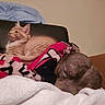 Dennis is registered to the contest to win money with this photo: kitten, dog, blanket, sleeping, cozy, indoor, furniture, resting, fur, pet, animal, companion, cute, relaxing, warm, soft, orange_cat, brown_dog, friendship, home