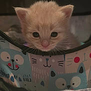 Dennis joined the competition — help win amazing prizes! kitten, cat, cute, pet, animal, feline, orange_cat, young, fluffy, peeking, bag, colorful, indoor, soft_lighting, close_up, curious, adorable, small, whiskers, portrait