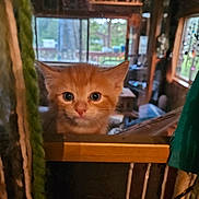 Meatball is registered to the contest to win money with this photo: kitten, cat, orange_cat, window, indoor, curious, animal, pet, feline, closeup, face, young, cute, domestic, looking, wood, blurred_background, cozy, home, portrait