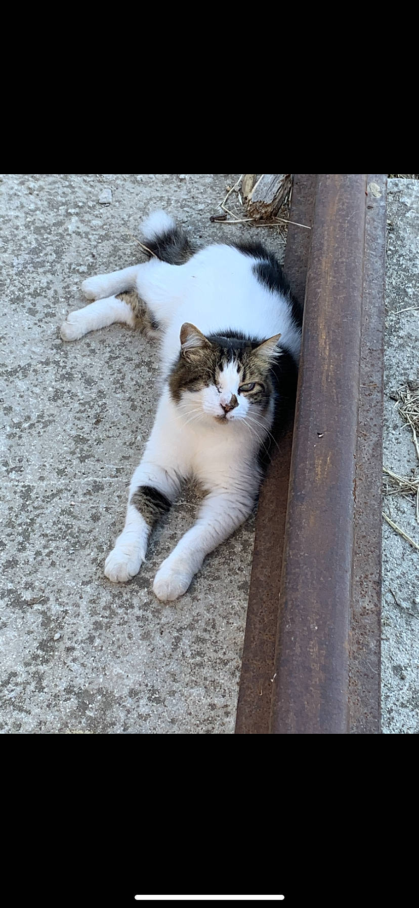 Maurice participe au concours pour gagner de l'argent avec cette photo : carnivore, cat, domestic_short_haired_cat, felidae, foot, fur, paw, small_to_medium_sized_cats, snout, tail, whiskers