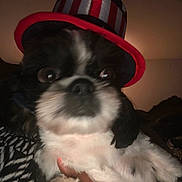 Bambam is registered to the contest to win money with this photo: dog, puppy, black_and_white, hat, costume, portrait, close_up, face, eyes, nose, fur, pet, animal, cuddling, hand, indoors, cozy, red, striped, funny