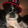 dog, puppy, black_and_white, hat, costume, portrait, close_up, face, eyes, nose, fur, pet, animal, cuddling, hand, indoors, cozy, red, striped, funny