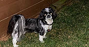 Bambam joined the competition — help win amazing prizes! dog, pet, black_and_white, small_dog, long_hair, standing, grass, yard, outdoor, wooden_fence, fence, night, flash_photography, collar, dog_tag, animal, companion, shih_tzu, alert, backyard